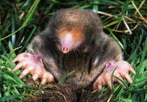 eastern_mole