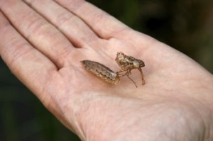 BUG FOR REHAB CENTER