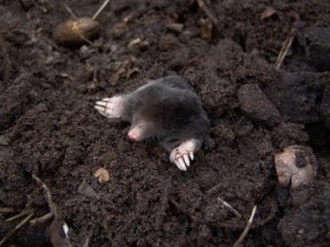 MOLE 3