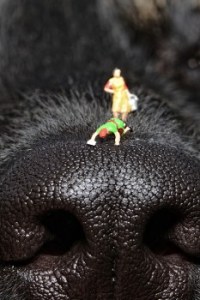 SHIMY ON DOG'S NOSE