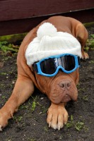 ACCESSORIZE YOUR PET WITH SAFETY GOGGLES