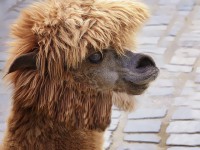 BEST HAIR FOR AN ALPACA