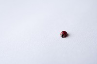 MINIATURIZED LADYBUG