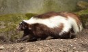DISTANT COUSIN'S SKUNK
