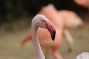 MOST DILIGENT FLAMINGO