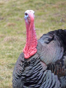 MOST LOYAL WILD TURKEY