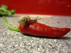 SUMMER THE SNAIL HOT PEPPER
