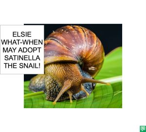 ELSIE WHAT-WHEN SATINELLA