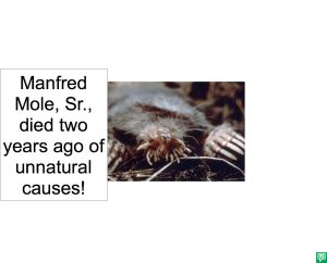MANFRED MOLE, SR.