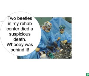 MR. SMITH TWO BEETLES DIED