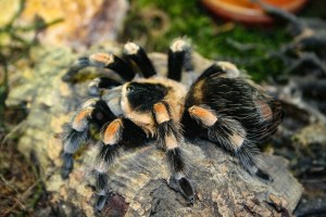 TARANTULA SPEWED FROM BLACK HOLE