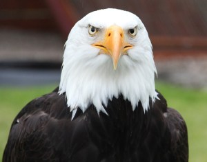 BALD EAGLE