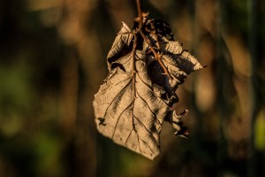 DRIED LEAF
