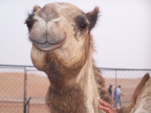 MOST EXPRESSIVE CAMEL