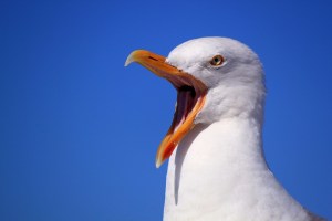 SEAGULL