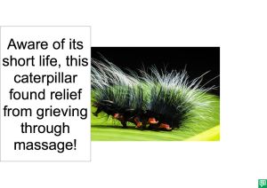 CATERPILLAR RELIEF FROM GRIEVING