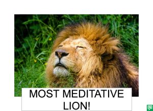 MOST MEDITATIVE LION