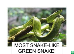 MOST SNAKE-LIKE GREEN SNAKE