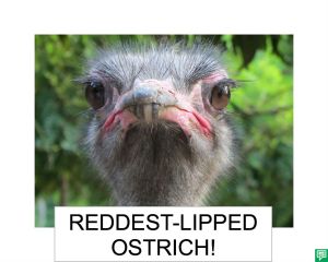 REDDEST LIPPED OSTRICH