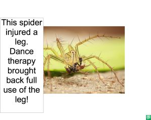 SPIDER DANCE THERAPY