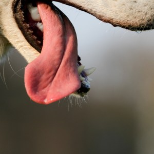 DOG 1 TONGUE