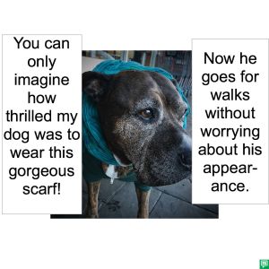 DOG WITH SCARF APPEARANCE