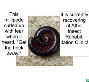 MILLIPEDED CURLED IN FEAR