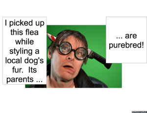 ANIMAL HAIR STYLIST FLEA