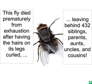 FLY DIED EXHAUSTION