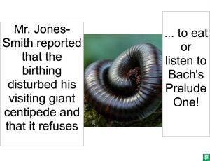 GIANT CENTIPEDE NOT EAT