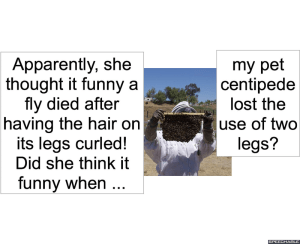 MR. JONES-SMITH CENTIPEDE