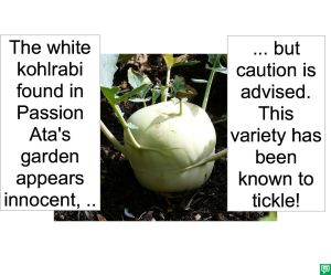 WHITE KOHLRABI TICKLE