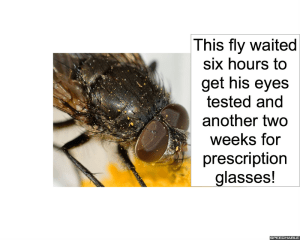 fly-eyes-tested