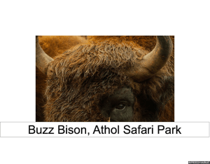 buzz-bison-red-hair