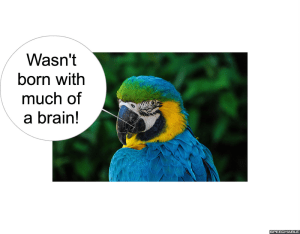 nod-pmurts-parrot-brain