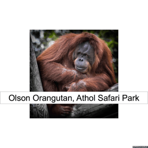 olson-orangutan-red-hair