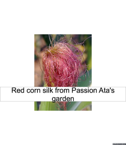 red-corn-silk-passion-ata