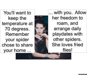 woman-who-plays-accordion-spider-advice