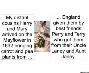 yon-wonder-mayflower