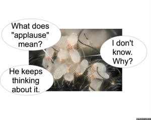 dust-mites-applause